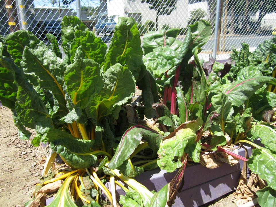 Growing Sustainably – Garden to Table July 2013 Update